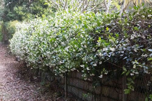 Trachelospermum jasminoides