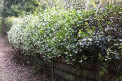 Trachelospermum jasminoides: Herkunft und Verwendung — Foto 2