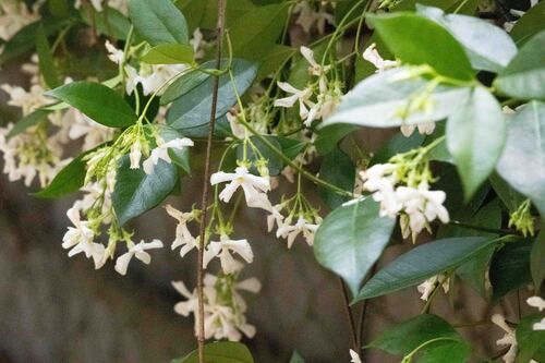 Trachelospermum jasminoides