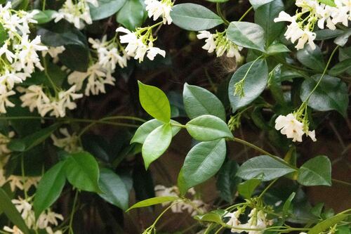 Trachelospermum jasminoides
