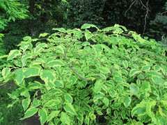 Syringa emodi