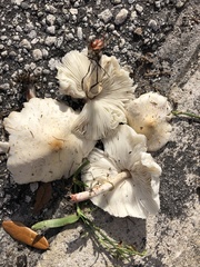 Agaricales