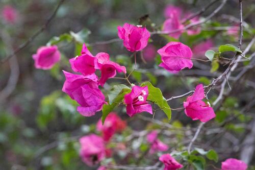 Bougainvillea spectabilis