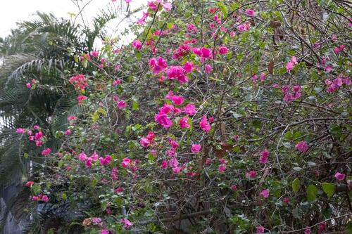 Bougainvillea spectabilis