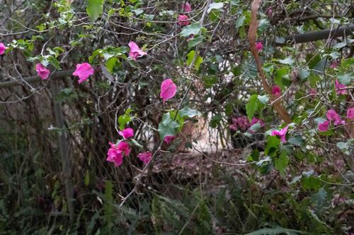 Bougainvillea spectabilis