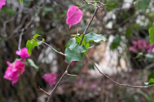 Bougainvillea spectabilis