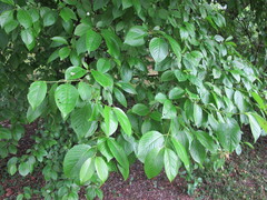 Viburnum mongolicum