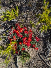 Leschenaultia formosa