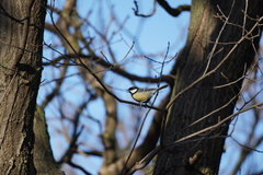 Parus major