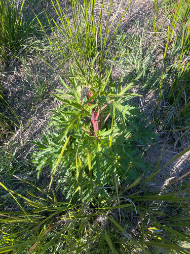 Trachymene composita, photograph 1