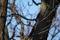 Parus major