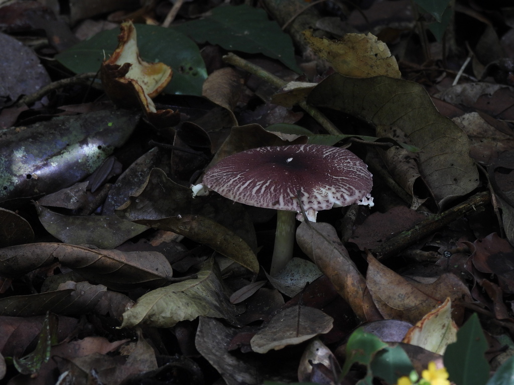 Leucocoprinus lilaceus · October 2025 · photo: © sheylarossi (iNaturalist, cc-by-sa)