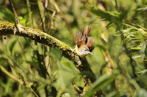 Long-billed Wren (Cantorchilus longirostris), photo 10