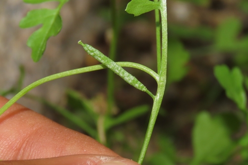 southern marsh yellowcress (Rorippa teres)