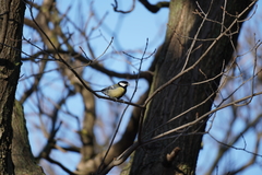 Parus major