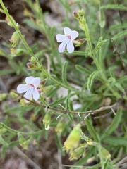 Endostemon tenuiflorus