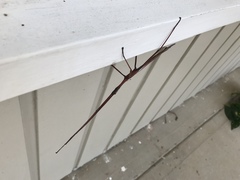 Tropidoderus childrenii