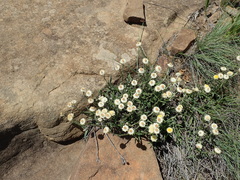 Helichrysum chionosphaerum