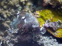 Clavelina picta