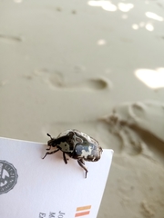 Protaetia aurichalcea