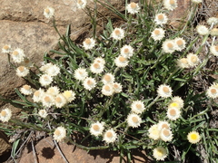 Helichrysum chionosphaerum