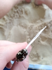 Protaetia aurichalcea