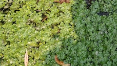 Callitriche obtusangula