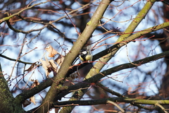 Parus major