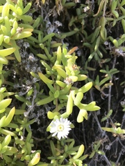 Delosperma patersoniae
