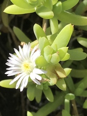Delosperma patersoniae