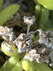 Delosperma patersoniae