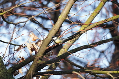 Parus major