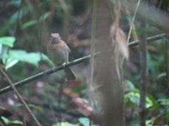 Cnipodectes subbrunneus