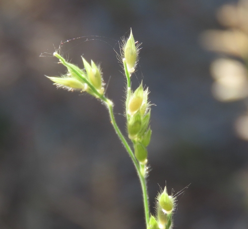 Taper-Tip Cup Grass (Eriochloa acuminata)