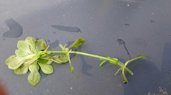 Callitriche obtusangula