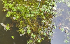 Callitriche obtusangula
