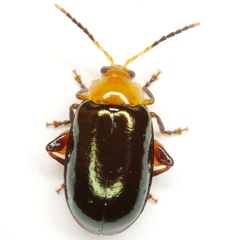 Disonycha varicornis