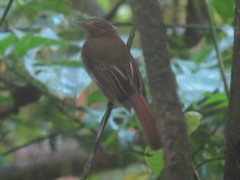 Cnipodectes subbrunneus