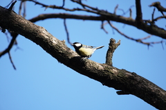 Parus major