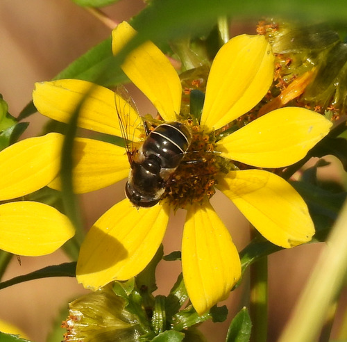 Unknown species found near University Center, VA 20147, USA
