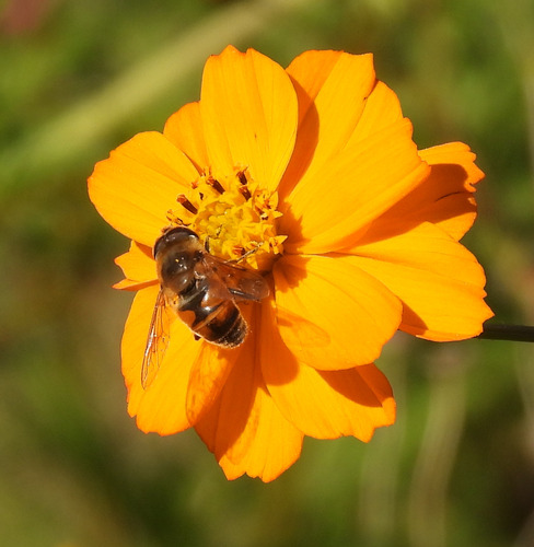 Unknown species found near Lansdowne, VA, USA