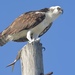 Ridgway's Osprey - Photo (c) Bridget Spencer, some rights reserved (CC BY-NC), uploaded by Bridget Spencer
