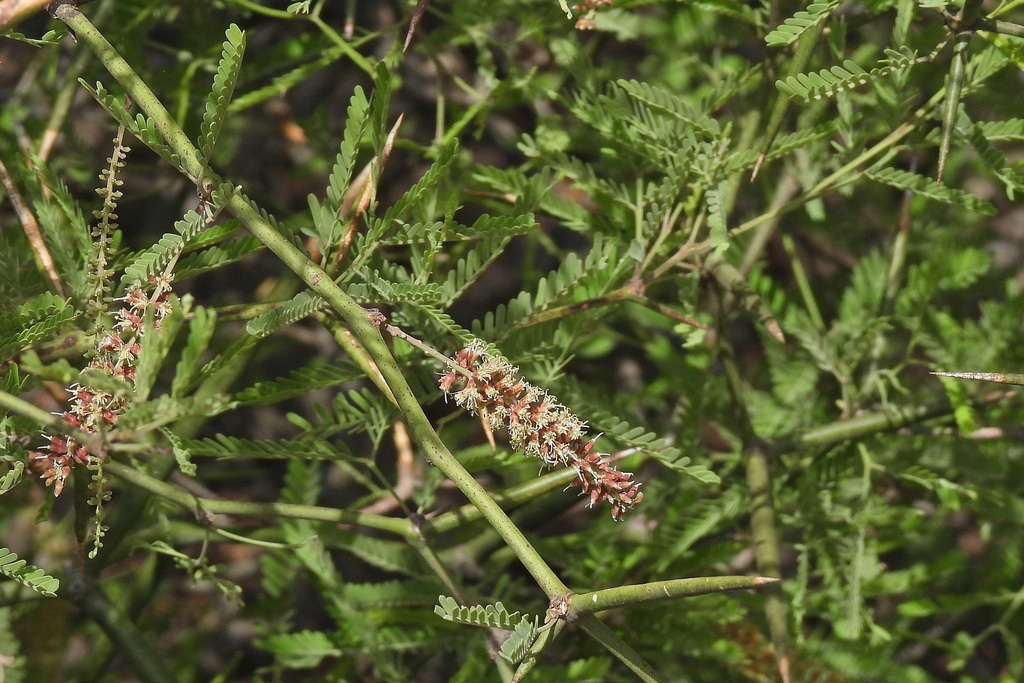 Prosopis elata (Burkart) Burkart