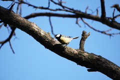 Parus major