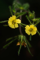 Sigesbeckia agrestis