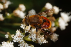 Eristalis circe