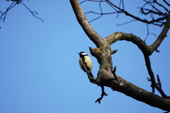 Parus major