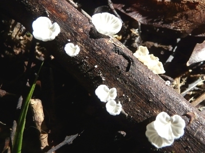 Campanella tristis image