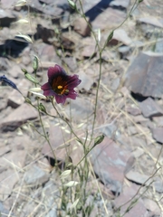 Salpiglossis sinuata