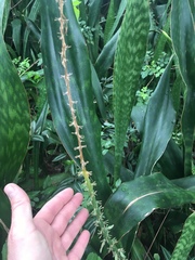 Sansevieria trifasciata